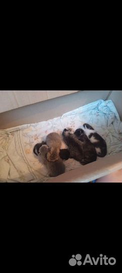 Котята в добрые руки бесплатно