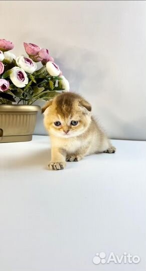 Шотландская вислоухая золотая шиншилла