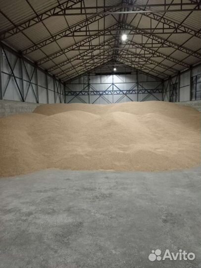 Зерно пшеница