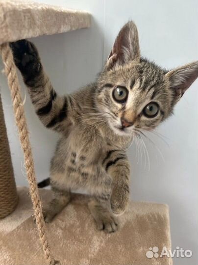 Котенок