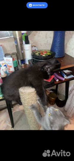 Отдам в добрые руки котят бесплатно