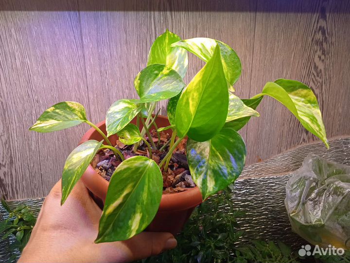 Эпипремнум white marbl,Марбл Квин,хеппи лиф,н Джой