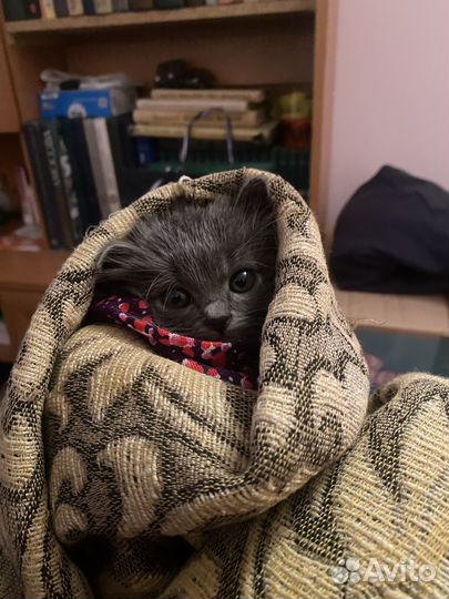 Спасите котенка