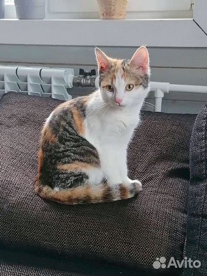 Алиса, очень ласковая кошечка-подросток в дар