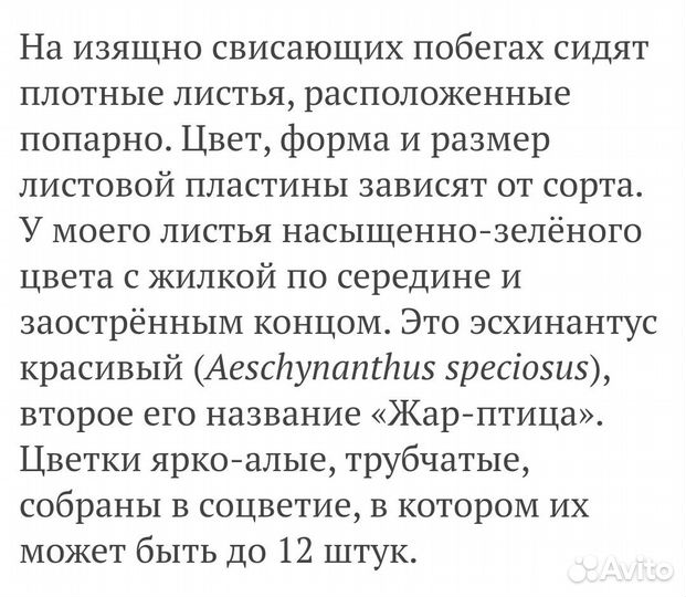 Эсхинантус 