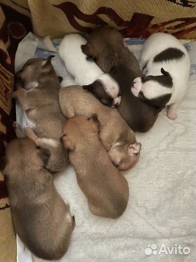 Щенки чихуахуа