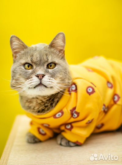 Шикарный кот ищет дом