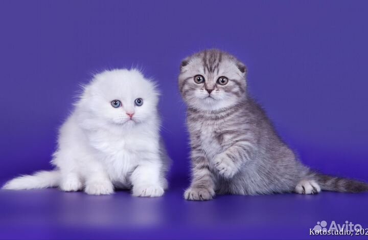 Питомник Шотландских кошек котенка