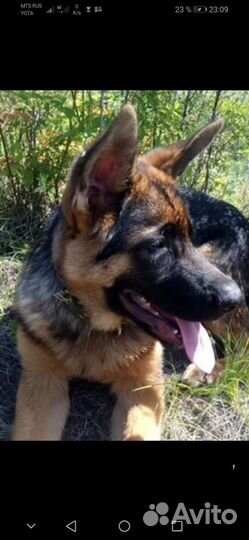 Услуги мальчика немецкой овчарки