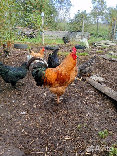 Петух брама