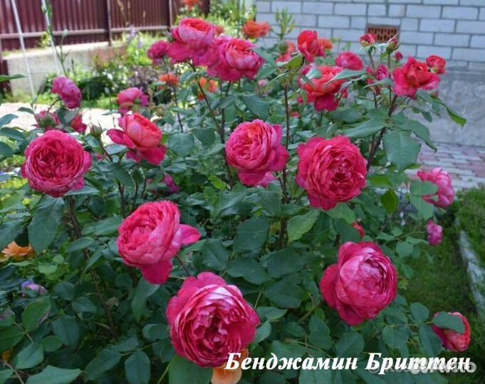 Саженцы английских роз и шрабов