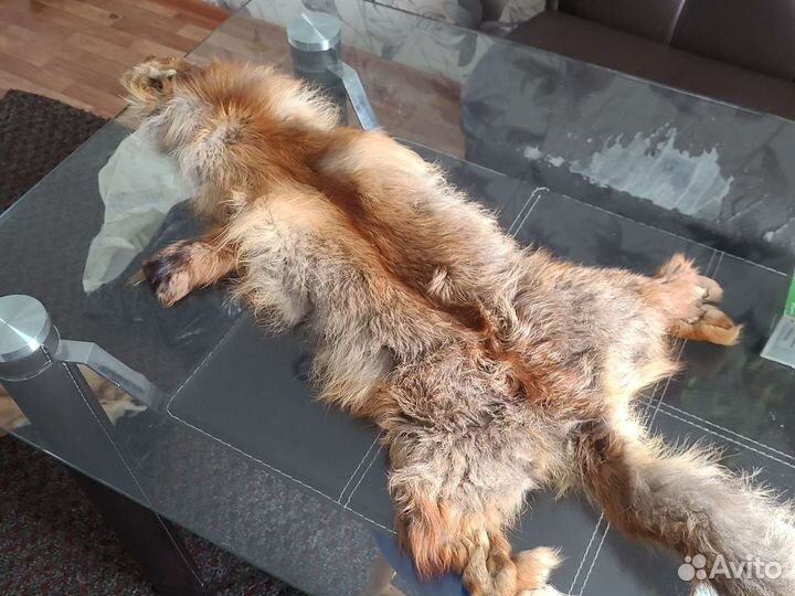 Меховой воротник лиса, хорь