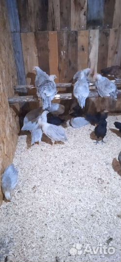 Инкубационное яйцо