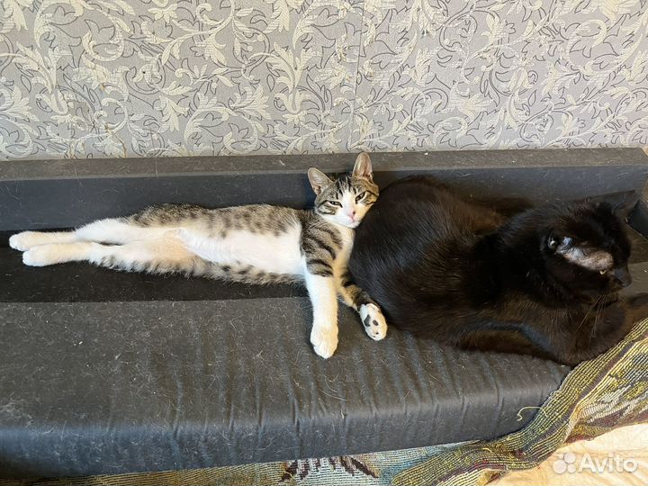 Коты бесплатно 2 друга