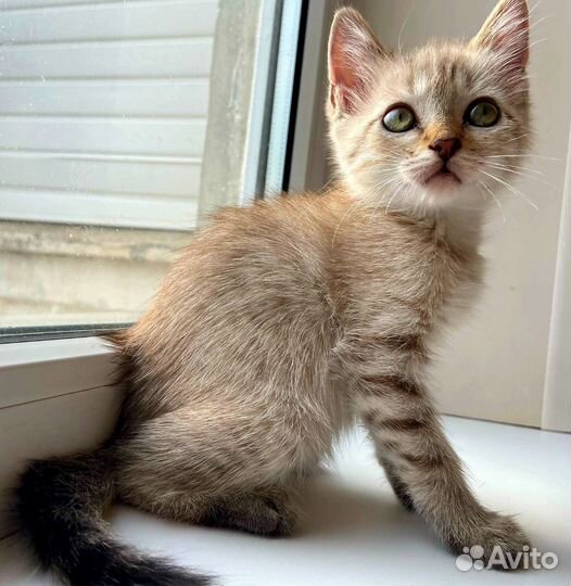 Кошечка-сиамка 1,5 месяца