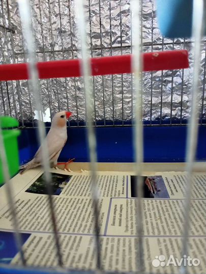 Зебровые амадины