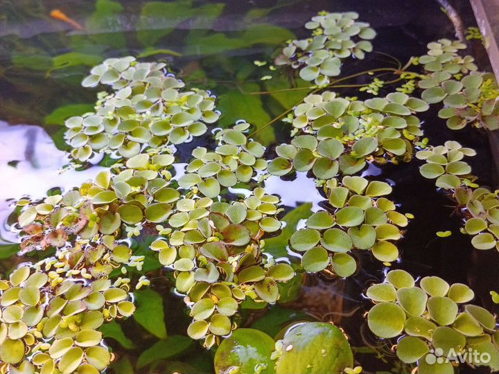 Сальвиния классическая из старой коллекции