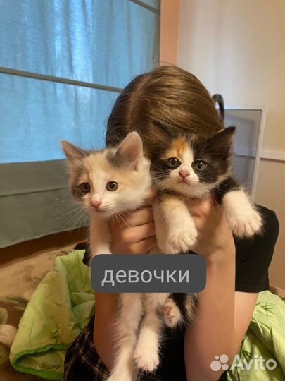 Отдам в добрые руки