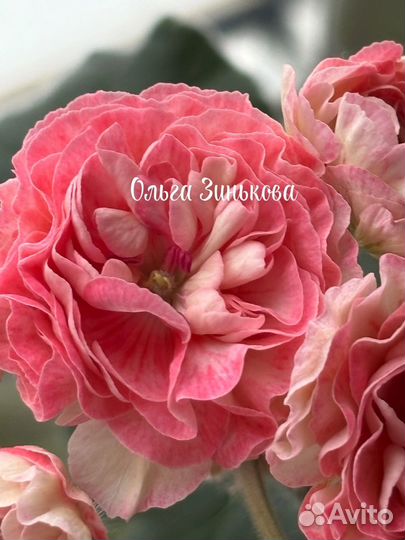 Сортоваые пеларгонии