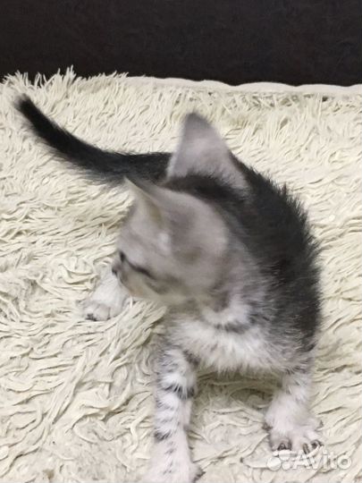 Котенок в семью