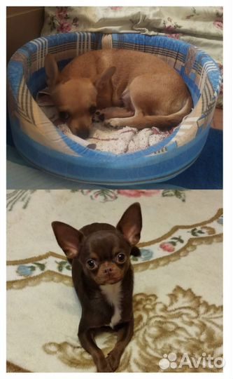 Щенки чихуахуа