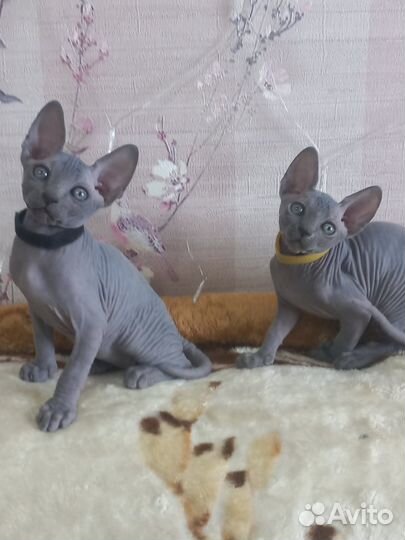 Канадский сфинкс котята