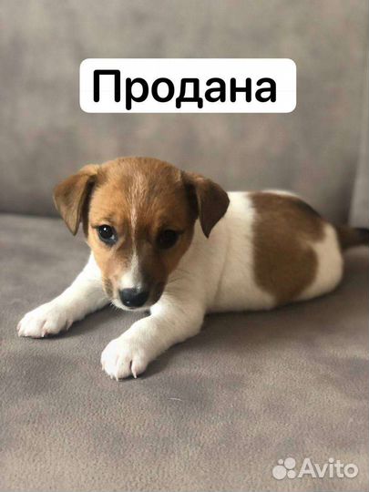 Джек Рассел терьер