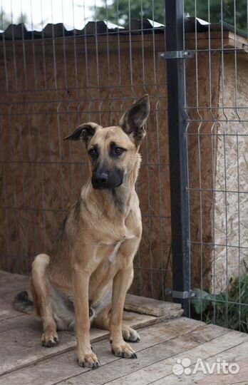 Собака кобель в добрые руки