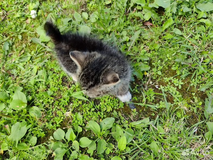 Котенок добрым людям