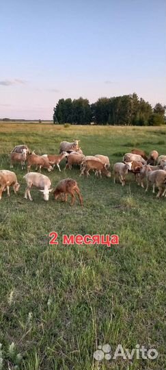 Катумские и Романовские овцы