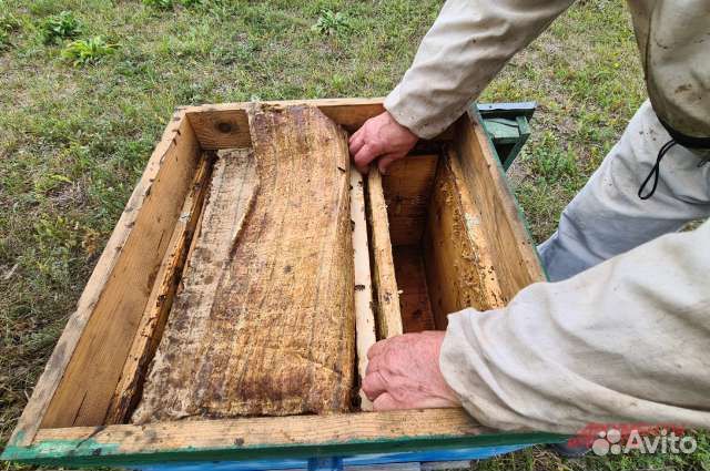 Улей с пчелами