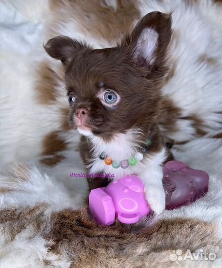 Шикарная Мини Принцесса