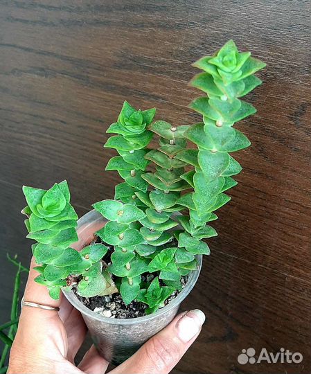 Крассула перфората crassula perforata
