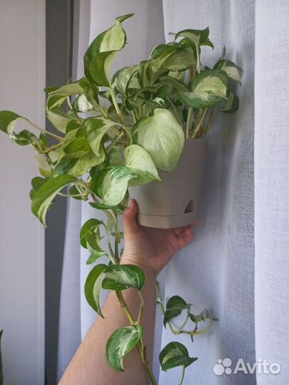 Сциндапсус взрослый