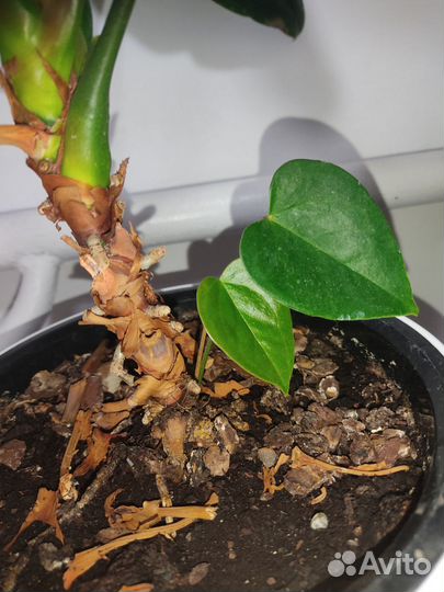 Антуриум цветок