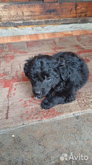 Щенки бесплатно дворняжки