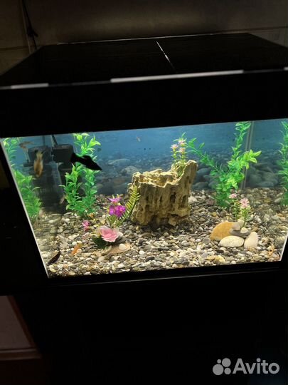 Аквариум с рыбками