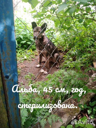 В СПб Руфа, 11 мес, 40 см