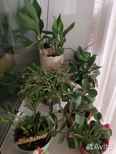 Комнатные цветы