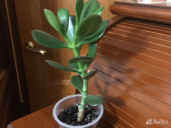 Толстянка. Денежное дерево