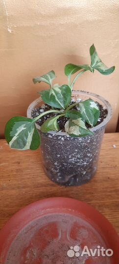 Эпипремнум