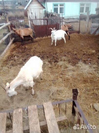 Козлята дойных коз