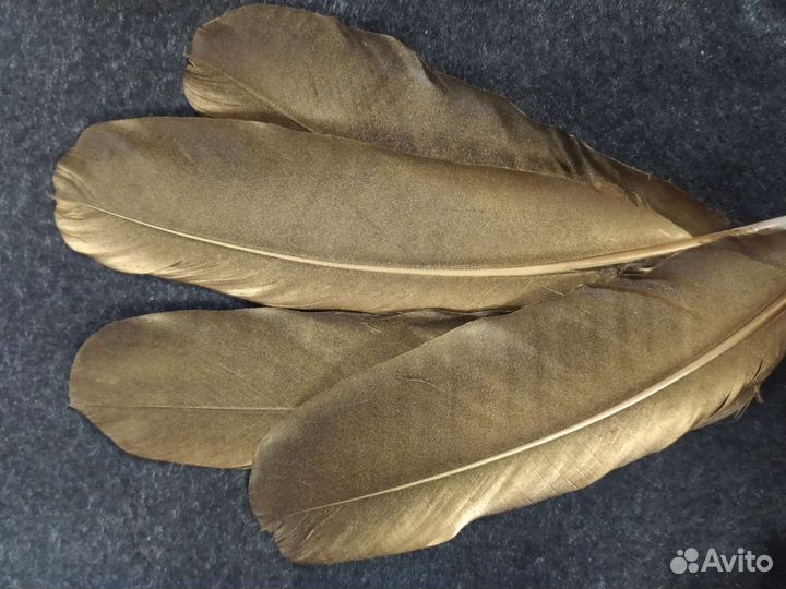 Перья чёрного ворона