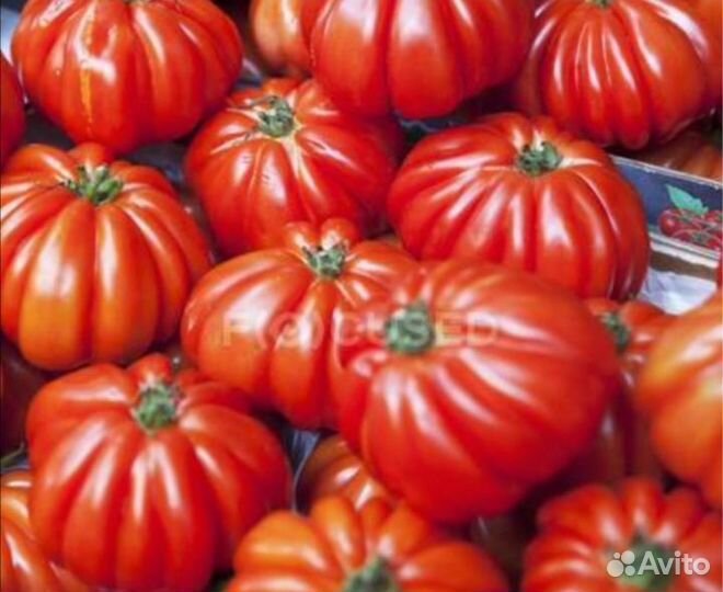 Рассада коллекционных томатов, санберри