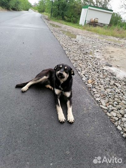 Собака в добрые руки