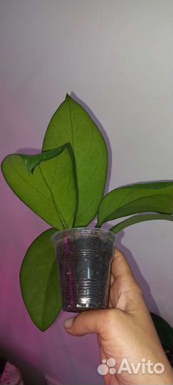 Хойя Phukvai Lao, cv Golden Eye