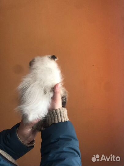 Кошка в дар