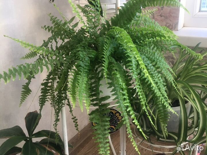 Папоротник нефролепис