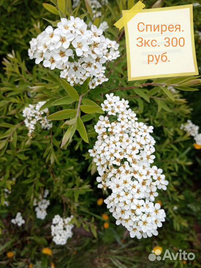 Скумпия, лаванда, лавровый лист