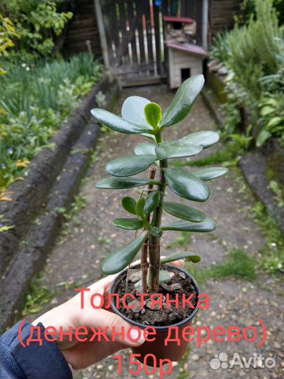 Комнатные цветы